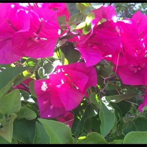 Meet your Posher, Melanie SW Florida Girl